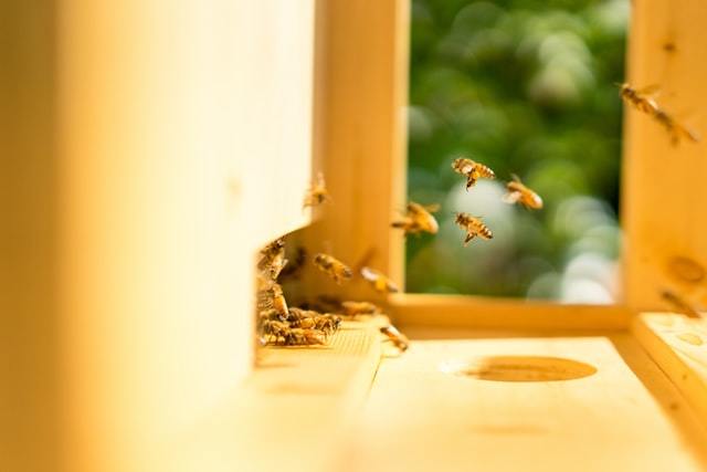 Abeilles entrant dans une ruche